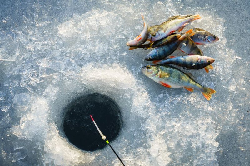 A look at ice fishing live A look at ice fishing live